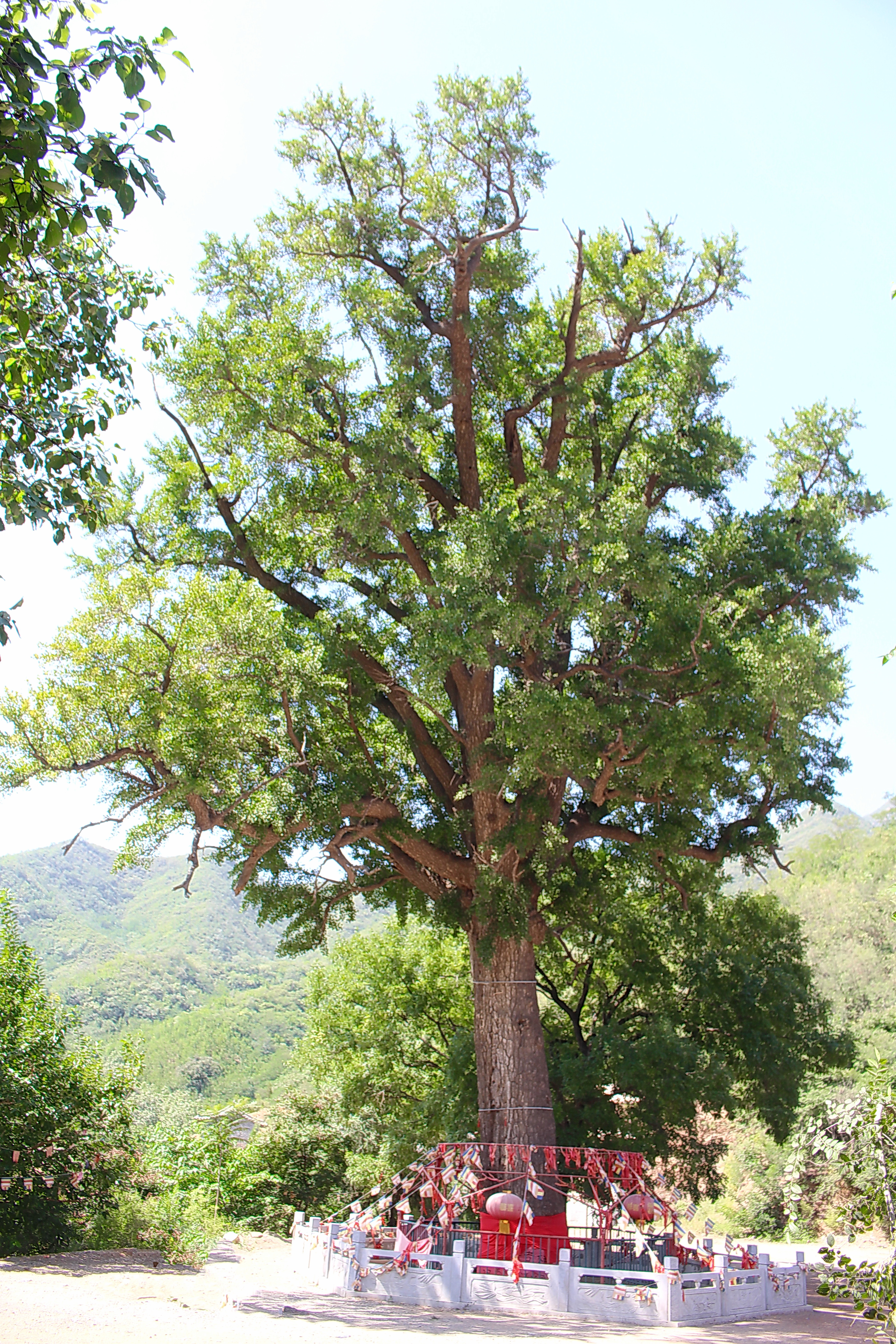 石家庄"最美古树"之普济寺古银杏-古树名木-林业局